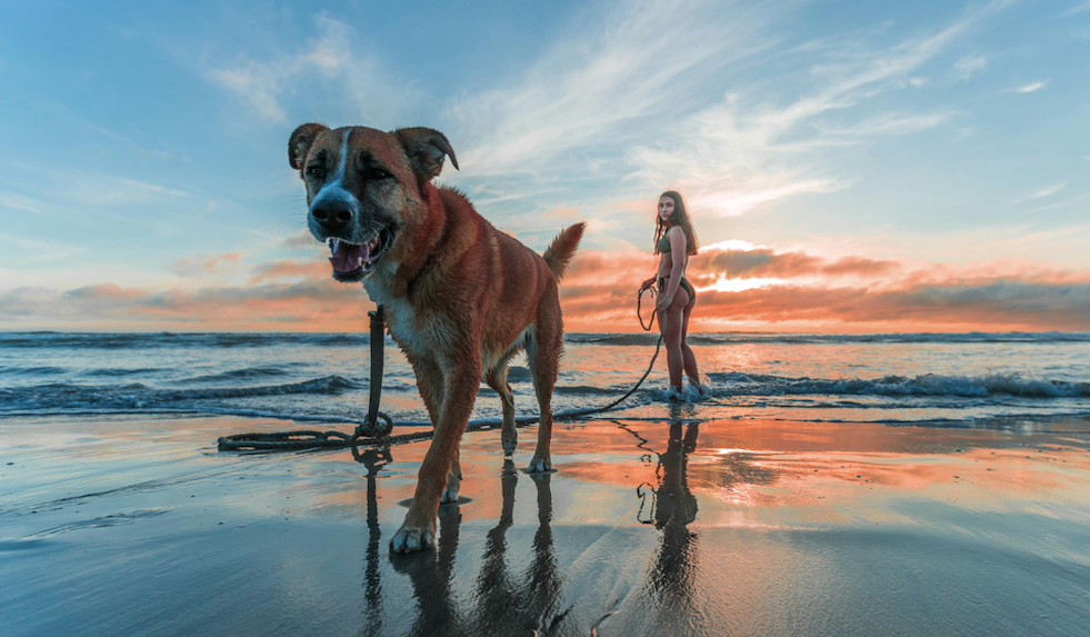 Exploring the World with Your Furry Friend: A Guide to Dog-Friendly Travel